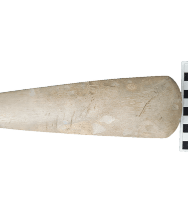 This polished flint axe was discovered at Durrington in 1950. Dating to the Neolithic period, this flint was likely extracted from the chalk at one of the flint mine sites north of Worthing, such as Cissbury. After being roughly shaped by a skilled flint knapper at the mining site, the axe would have been ground or polished elsewhere, using a polishing block, sand and water. This process could take up to 72 hours, and produced a sharper cutting edge, as well as increasing the aesthetic value of the tool within Neolithic society.