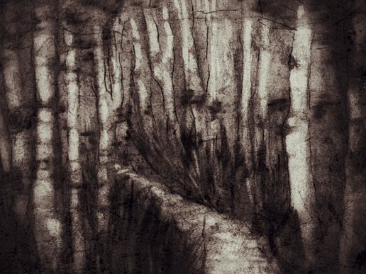 Monochrome illustration of a dense, shadowy woodland, with tall tree trunks surrounding a narrow winding path.