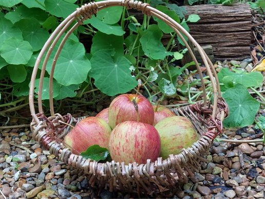 Woven willow basket filled with red and green apples, placed on pebbled ground among leafy garden plants.